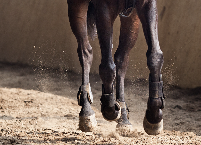 probleme locomoteur cheval